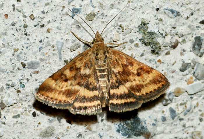 Crambidae 10 - Pyrausta despicata